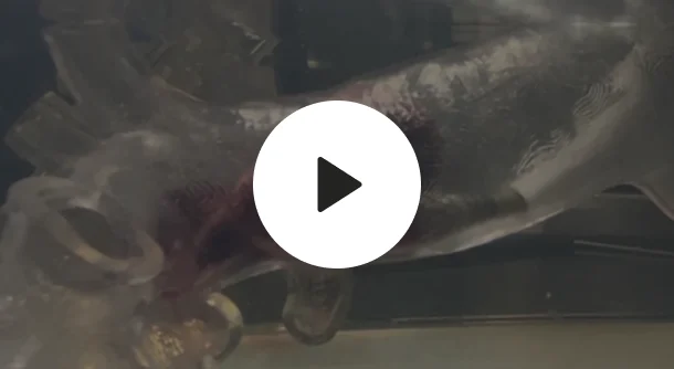 endovascular-engineering-bench-model-video